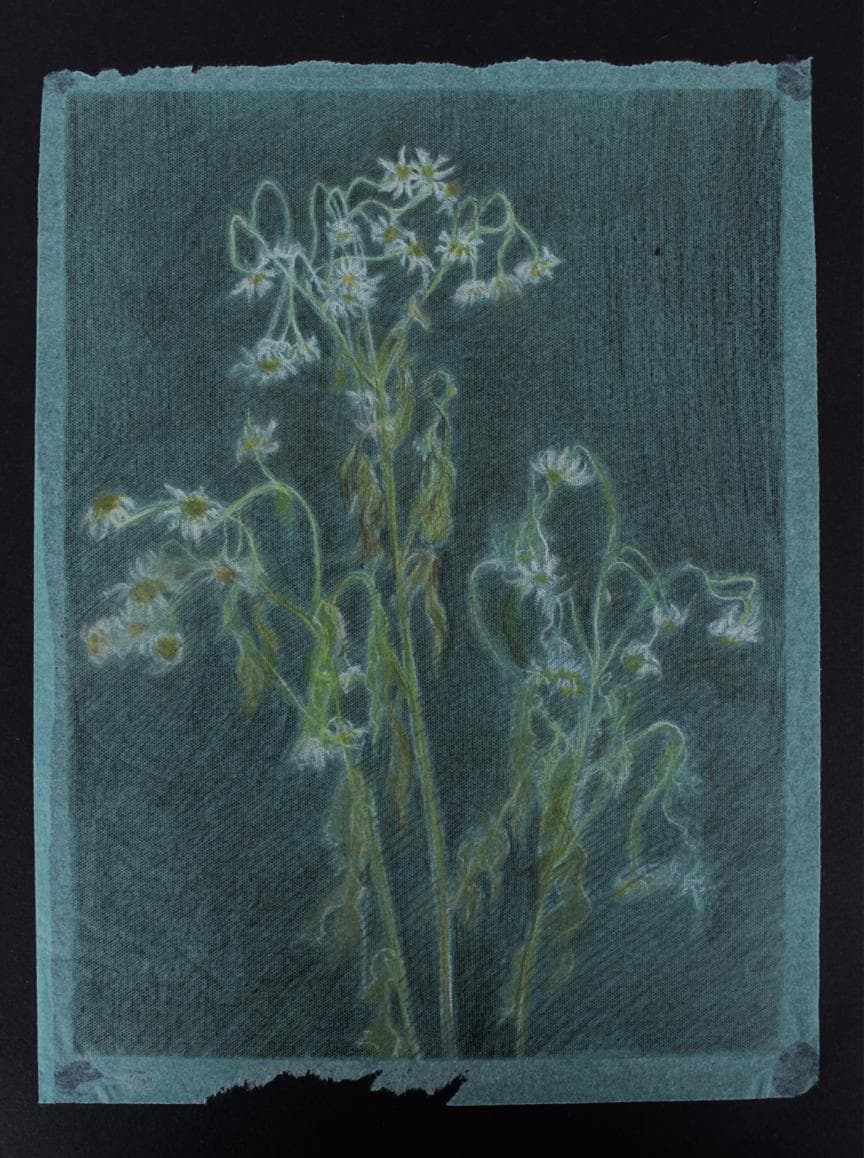 Série florale (花卉系列)